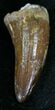 Cretaceous Fossil Crocodile Tooth - Morocco #25956-1